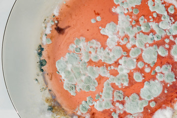 The plate is covered with mold