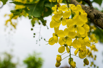 acacia flower