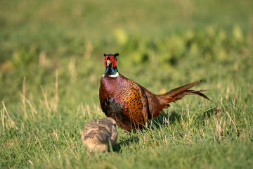 Male common pheasant (Phasianus colchicus) displaying next to females in the spring mating season. Territorial behavior. Czech nature during spring