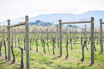 Close-up of rows of grapevines and green grass in springtime with view of mountains in background