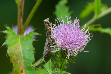 Brown praying mantis climbing a bull thistle.