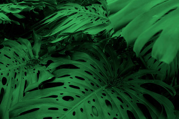 Naklejka na ściany i meble Dark green leaves of Monstera or split-leaf philodendron growing wild, evergreen vine from Colombia. Lush and vibrant tropical plant background.