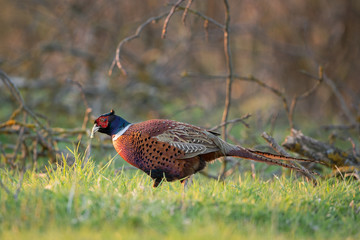 Male common pheasant (Phasianus colchicus) in spring morning light walking in meadow.  Contrast bright colors detailed close up. Czech nature during spring