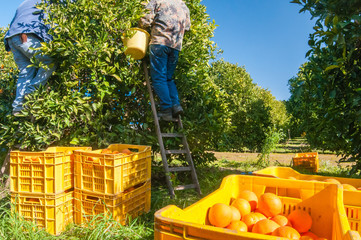 Harvest time. boxes full of just picked tarocco oranges, Sicily - 342905201