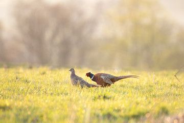 Male common pheasant (Phasianus colchicus) displaying next to females in the spring mating season. Territorial behavior. Czech nature during spring