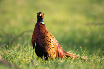 Male common pheasant (Phasianus colchicus) in spring morning light walking in meadow.  Contrast bright colors detailed close up. Czech nature during spring