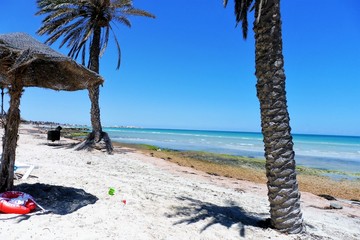 palm trees on the beach
