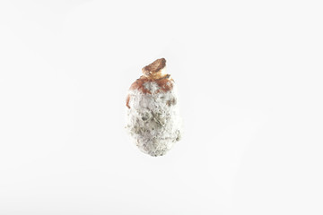 Jerusalem artichokes with mold isolated on white background