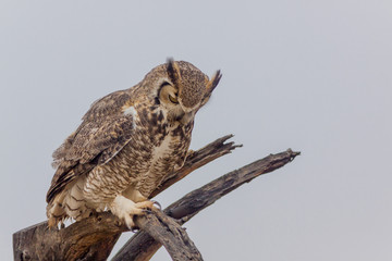 Great Horned Owl Perched in Tree