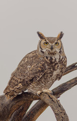 Great Horned Owl Perched in Tree
