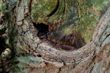 Wild and organic brown tree bark background/texture with relief, from Colombia. Horizontal format.