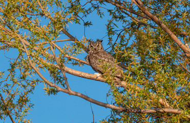 Fototapeta na wymiar Great Horned Owl Perched in Tree