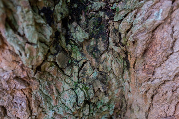 Wild and organic brown tree bark background/texture with relief, from Colombia. Horizontal format.