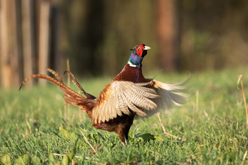 Male common pheasant (Phasianus colchicus) in spring morning light walking in meadow.  Contrast bright colors detailed close up. Czech nature during spring