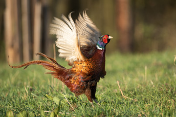 Male common pheasant (Phasianus colchicus) in spring morning light walking in meadow.  Contrast...