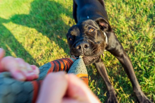 High Angle View Of Dog Pulling Clothing