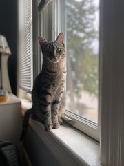 cat on window sill