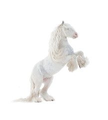 Beautiful snow-white cob stallion rearing over a white