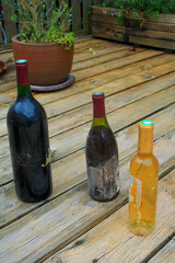  Close-up on old bottles of dusty wine. Set of different alcohols made from black and white grapes.