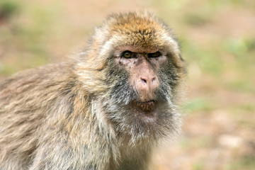 magot macaque de barbarie 