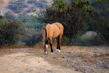 Caballo Cafe Pastando