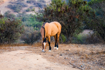 Caballo Cafe Pastando