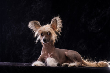 Chinese Crested Dog, girl, naked. Portrait of a puppy.