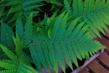 Close-up on ferns. Filicophyta plant that grows in gardens or forests.
