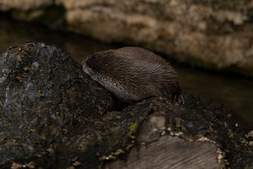 otter semi aquatic mammal animal lay back to camera on stone near wool water reservoir