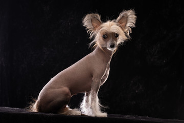 Chinese Crested Dog, girl, naked. Portrait of a puppy.