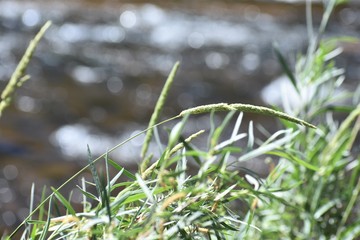 Riverbank