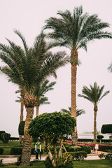 Sunny resort beach with palm tree at the coast shore of Red Sea in Sharm el Sheikh, Sinai, Egypt, Asia in summer hot. Bright sunny light. First line hotel by the sea. Large green area of ​​the hotel