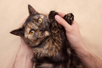 close up portrait of cute tortie multicolored cat