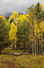 Quaking aspen, San Francisco Peaks, Arizona