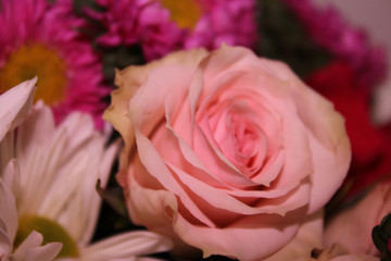 Obraz premium Light Pink Blooming Rose