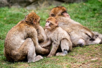magot macaque de barbarie 