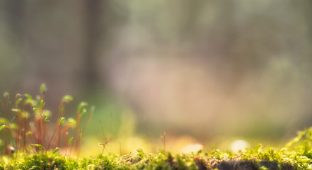 Green moss close-up macro in rays of warm sun with blurred background. Nature photo for wallpaper