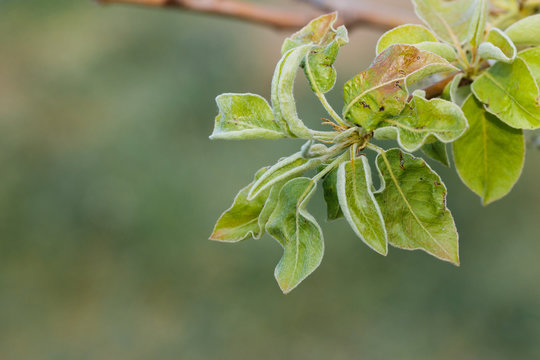 Pear leaves with leaf curl, Taphrina deformans, disease. Branch of fruit tree with defected leaves. Copy space