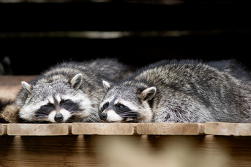 raton laveur © beatrix kido