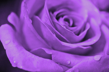 Lavender Rose Blossom
