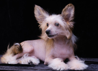 Chinese Crested Dog, male, hairless. Portrait of a puppy.