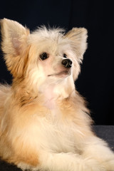 Chinese Crested Dog, male, hairless. Portrait of a puppy.