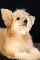 Chinese Crested Dog, male, hairless. Portrait of a puppy.