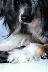 Chinese Crested Dog, male, hairless. Portrait of a puppy.