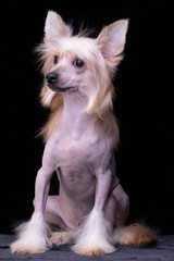 Chinese Crested Dog, male, hairless. Portrait of a puppy.