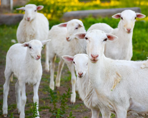 Pretty white flock of sheep in wildflower pasture