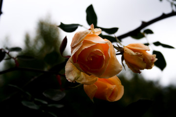 Rose flower hanging in the garden showing its explosive colors