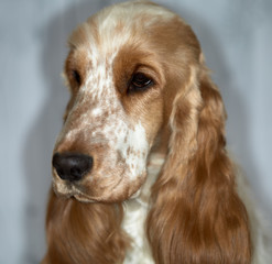 Portrait of an English Cocker Spaniel. Age 1 year. Girl. Colour orange roan. The background is blurred
