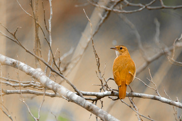 Brazilian Bird 6