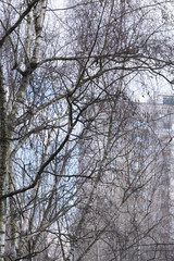 Trees, spring. View from the window during COVID-19